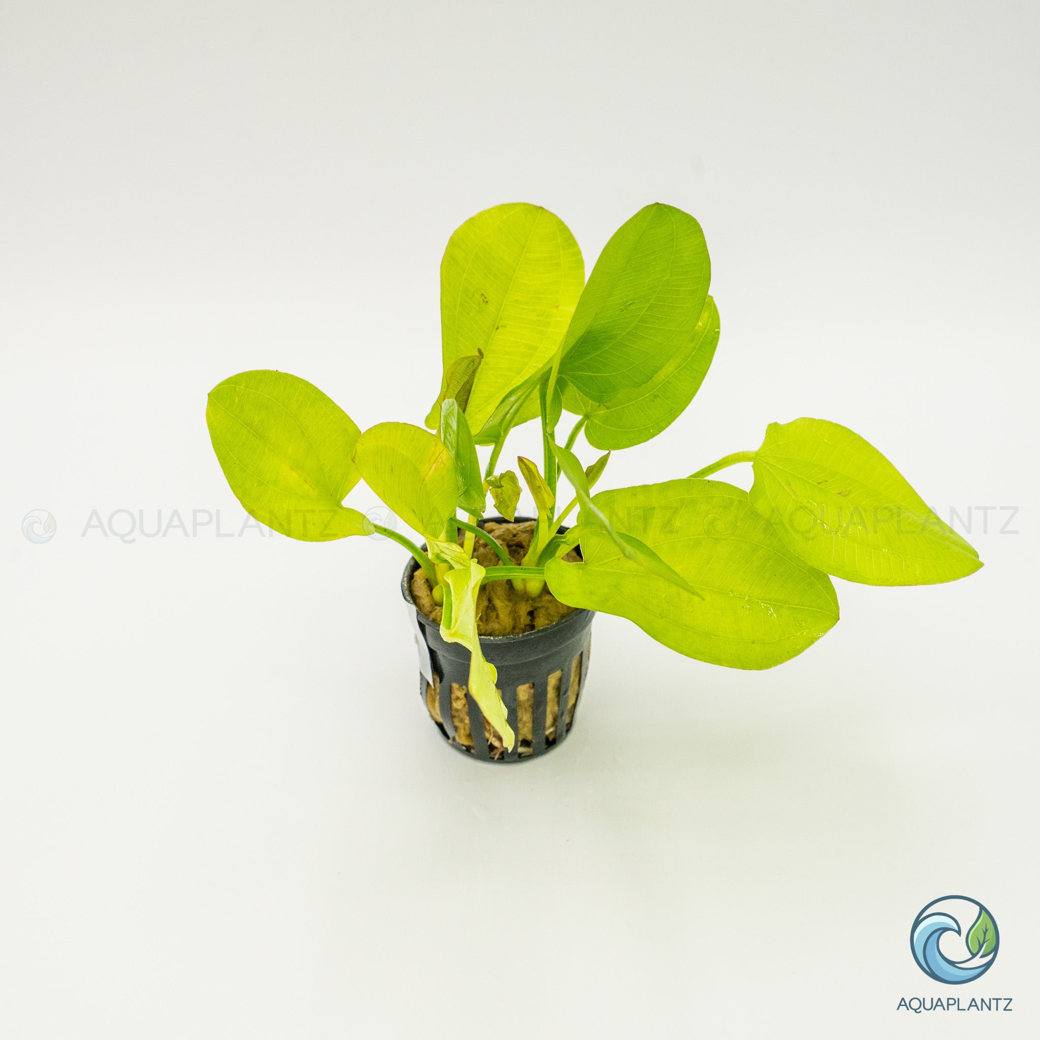 Echinodorus Yellow Sun