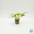 Anubias Barteri Short And Sharp
