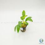 Anubias Barteri Short And Sharp