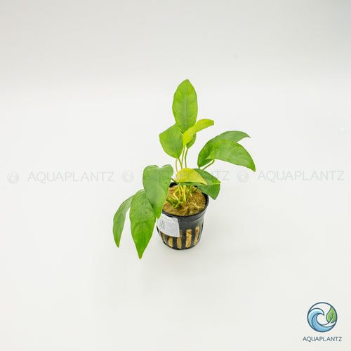 Anubias Barteri Short And Sharp