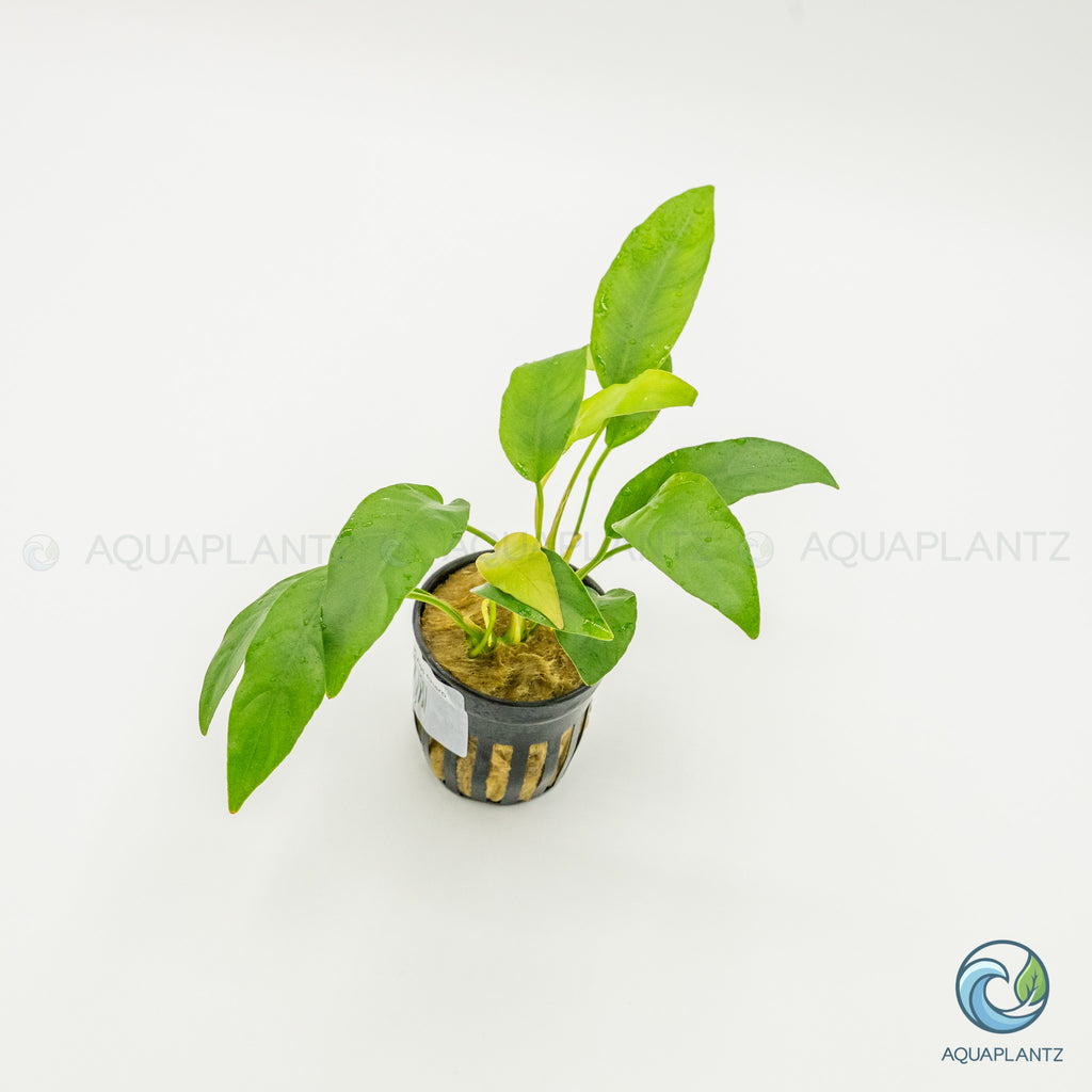 Anubias Barteri Short And Sharp