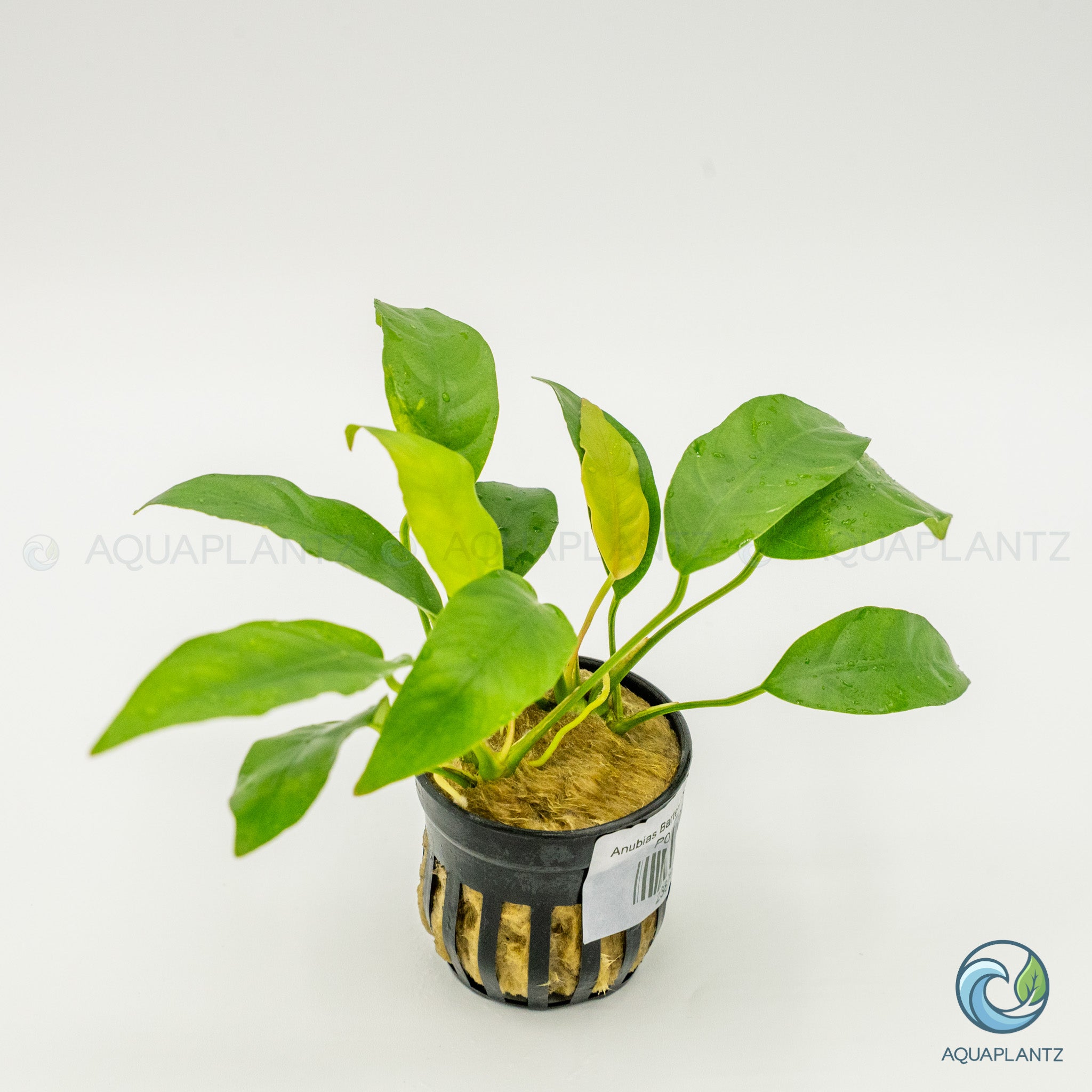 Anubias Barteri Short And Sharp