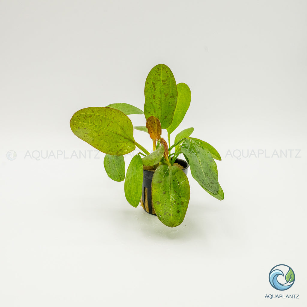 Echinodorus Ozelot Red