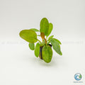 Echinodorus Ozelot Red