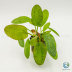 Echinodorus Ozelot Red