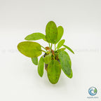 Echinodorus Ozelot Red