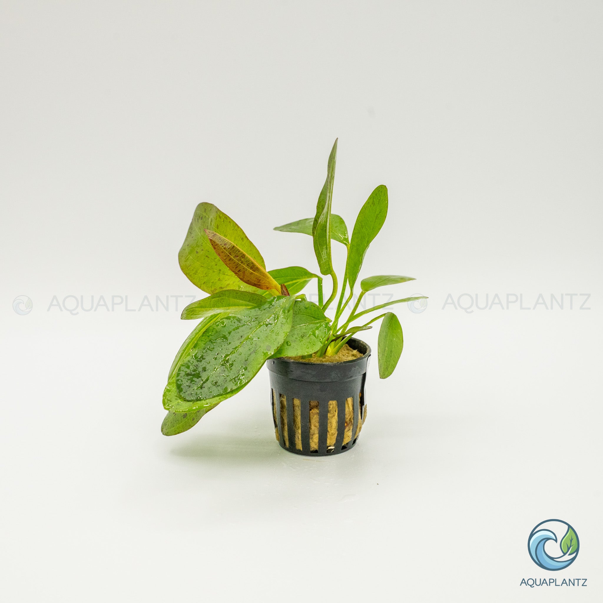 Echinodorus Ozelot Red