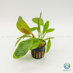 Echinodorus Ozelot Red