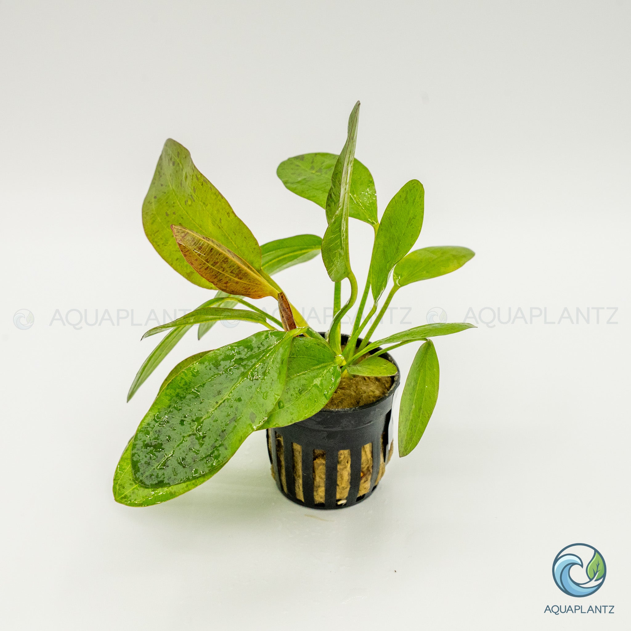 Echinodorus Ozelot Red