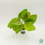 Echinodorus Chocolate Marble