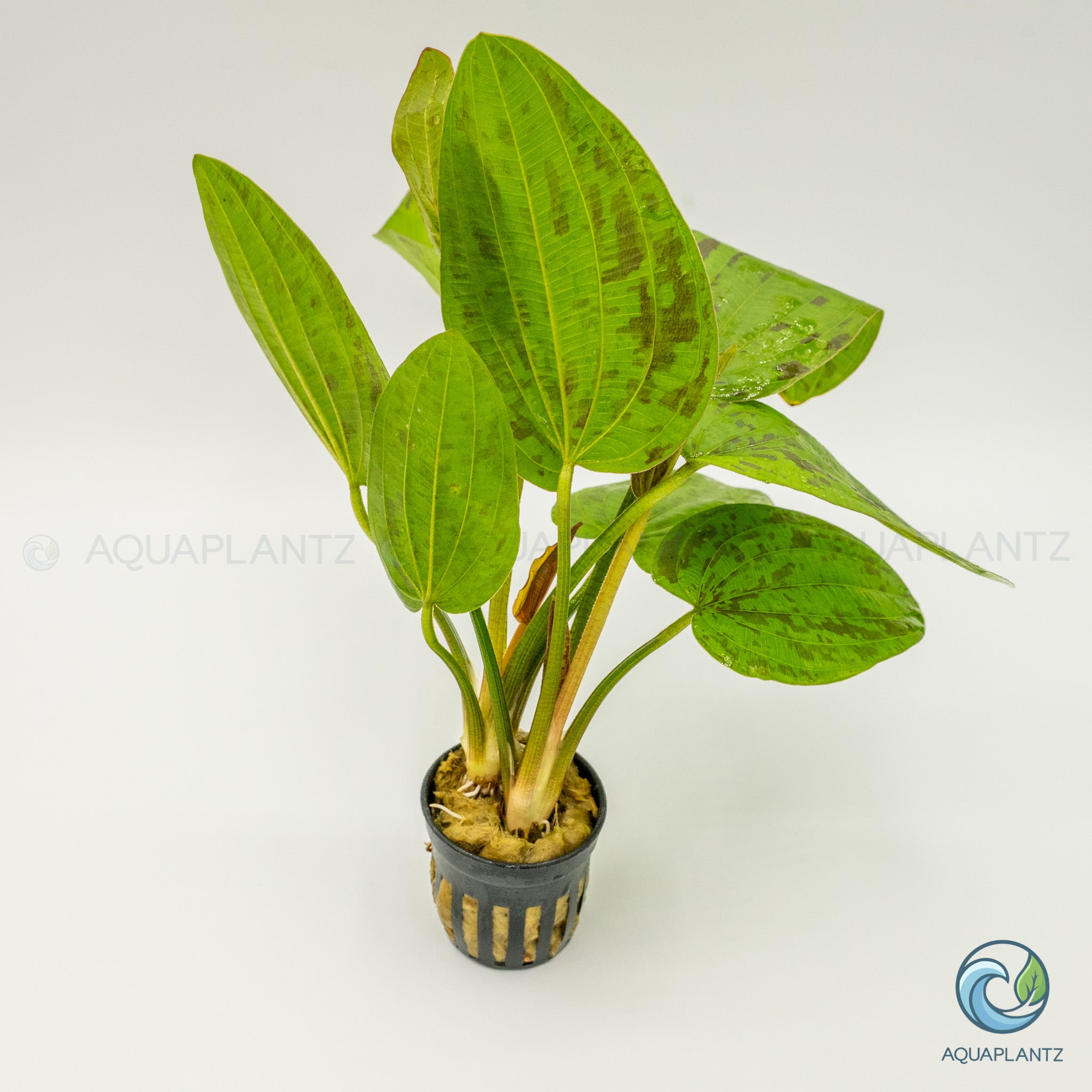 Echinodorus Chocolate Marble