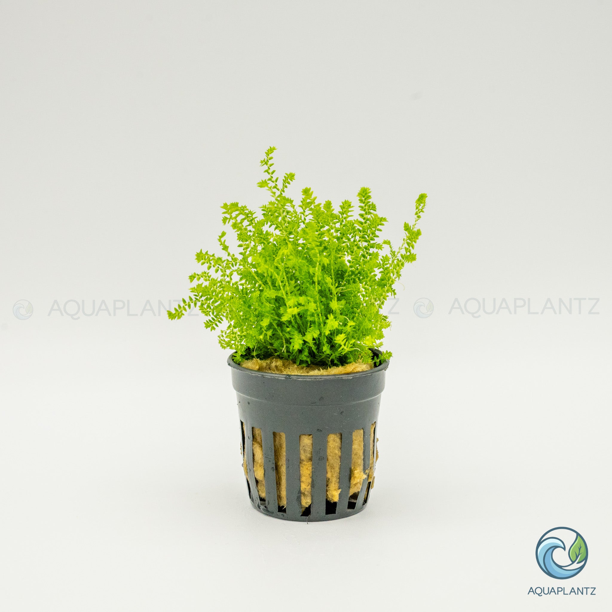 Selaginella Kraussiana Mini
