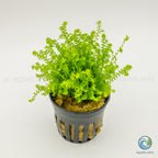 Selaginella Kraussiana Mini