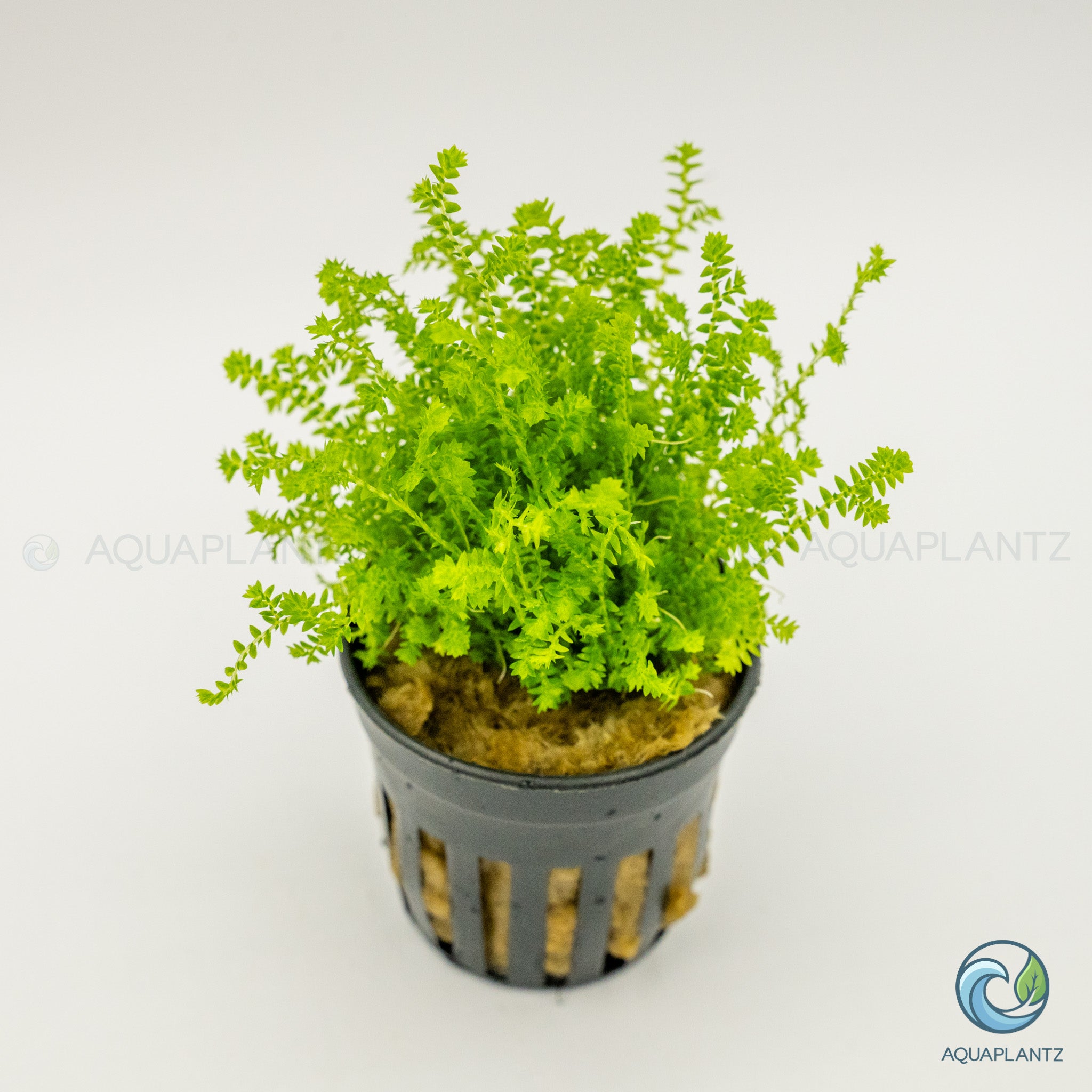 Selaginella Kraussiana Mini