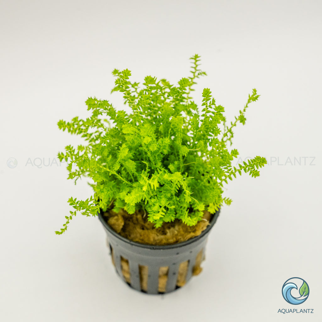 Selaginella Kraussiana Mini