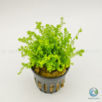 Selaginella Kraussiana Mini