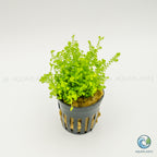 Selaginella Kraussiana Mini