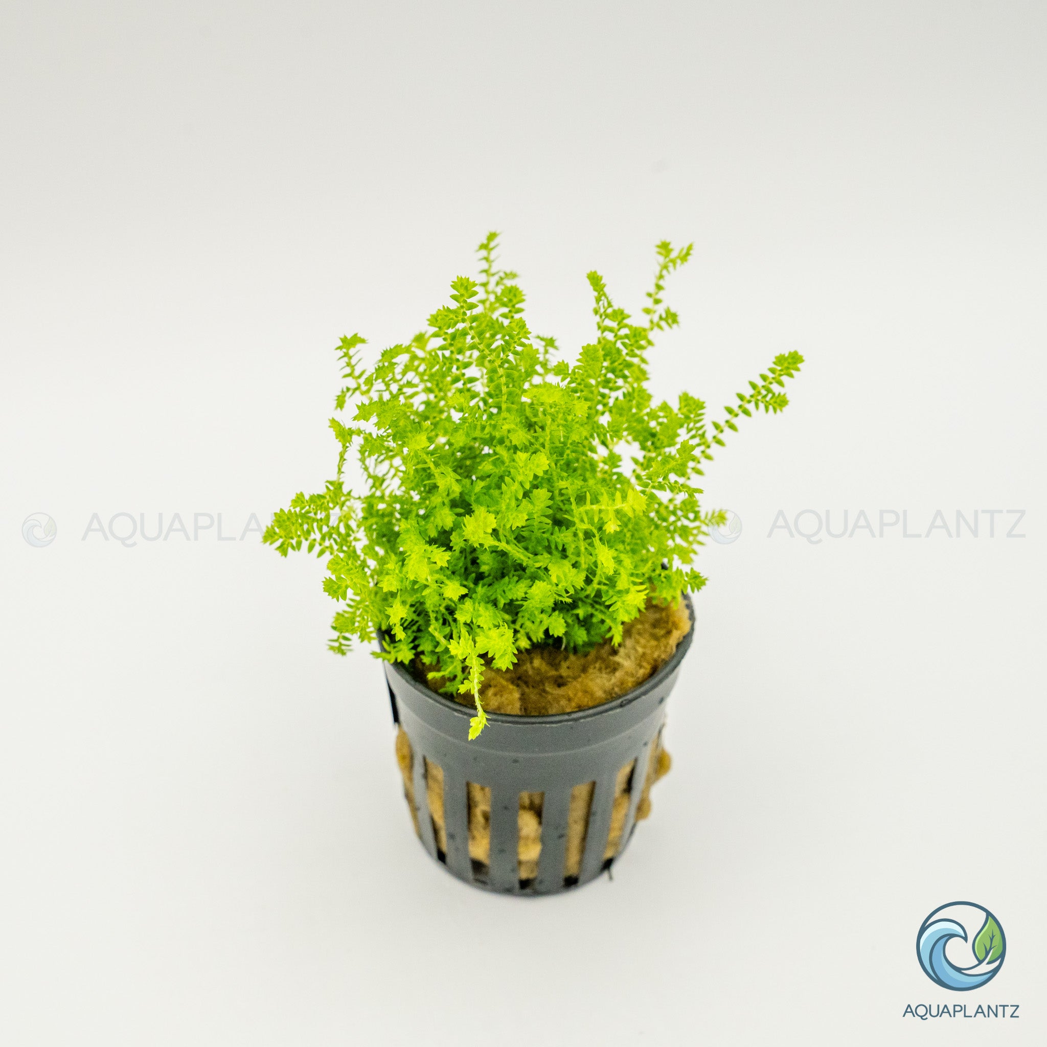 Selaginella Kraussiana Mini