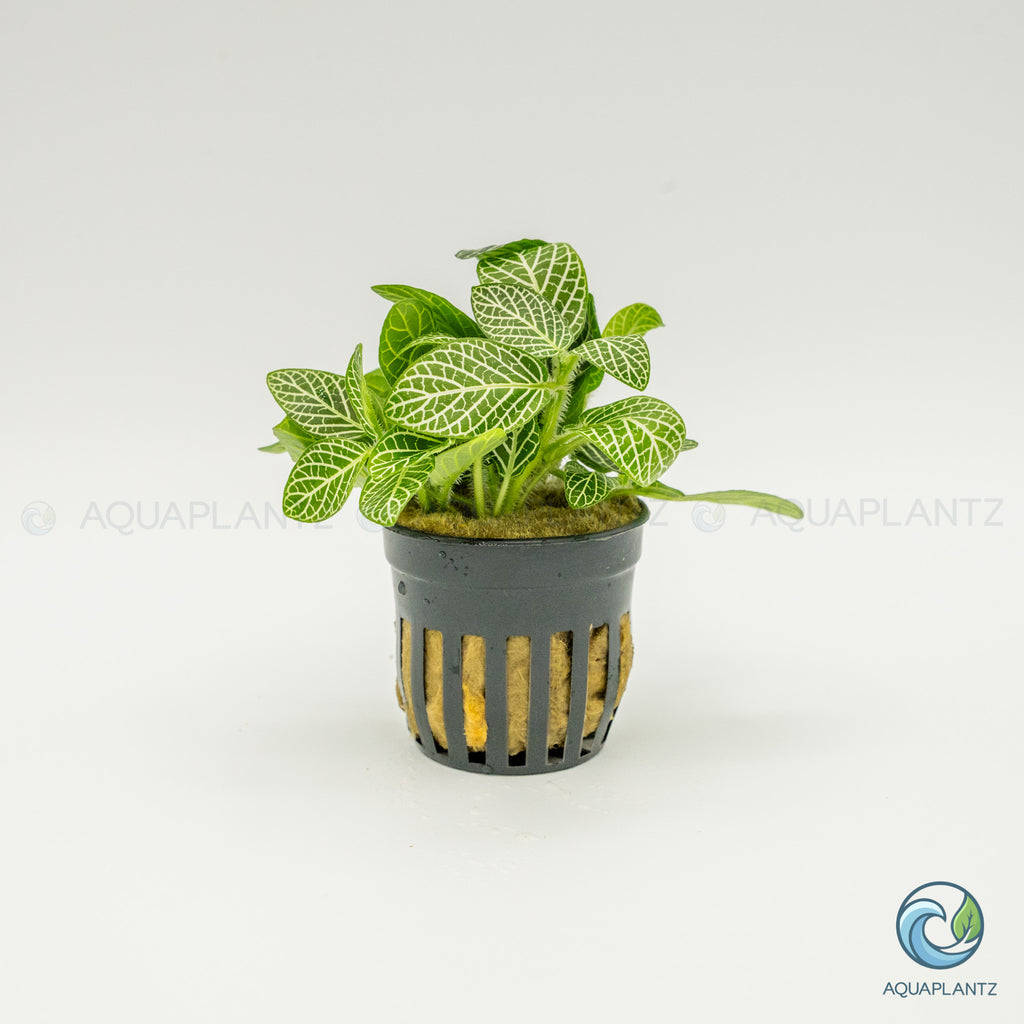 Fittonia Albivenis