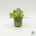 Fittonia Albivenis