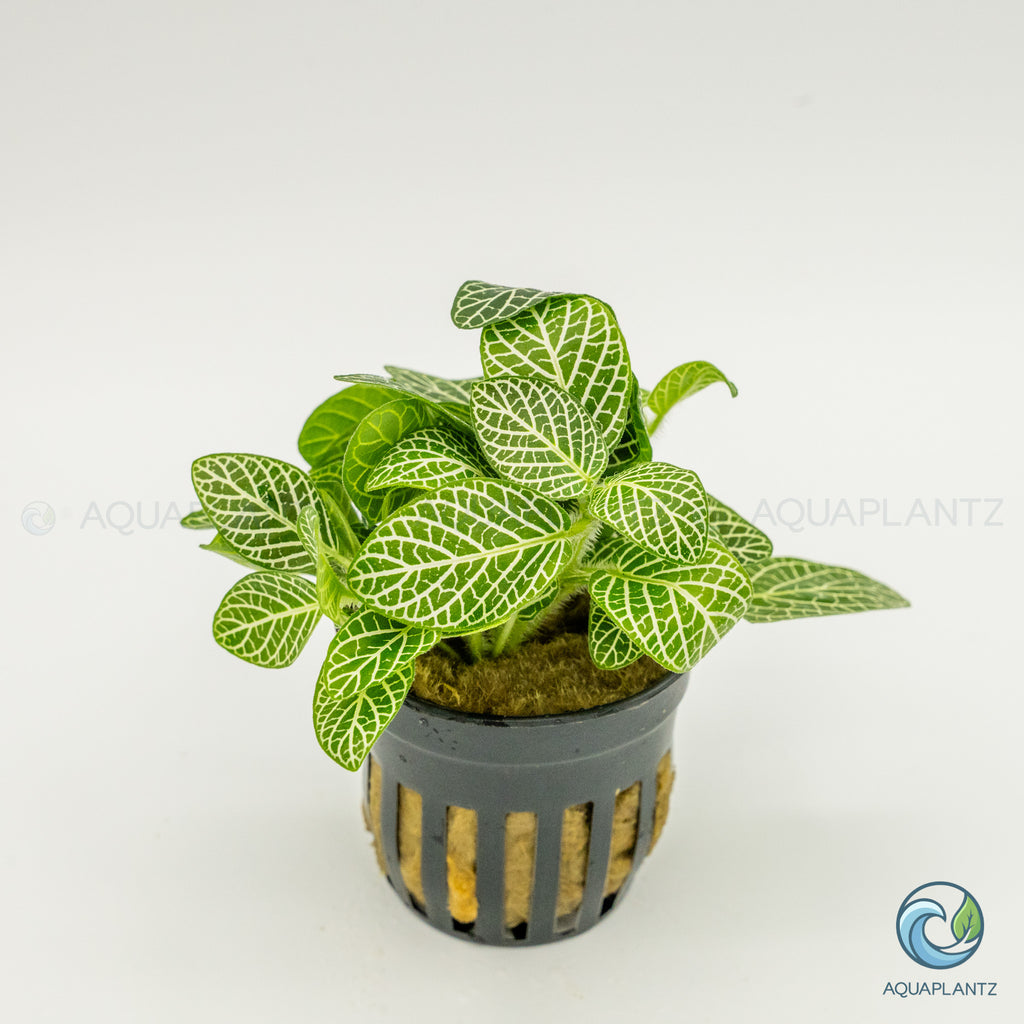 Fittonia Albivenis