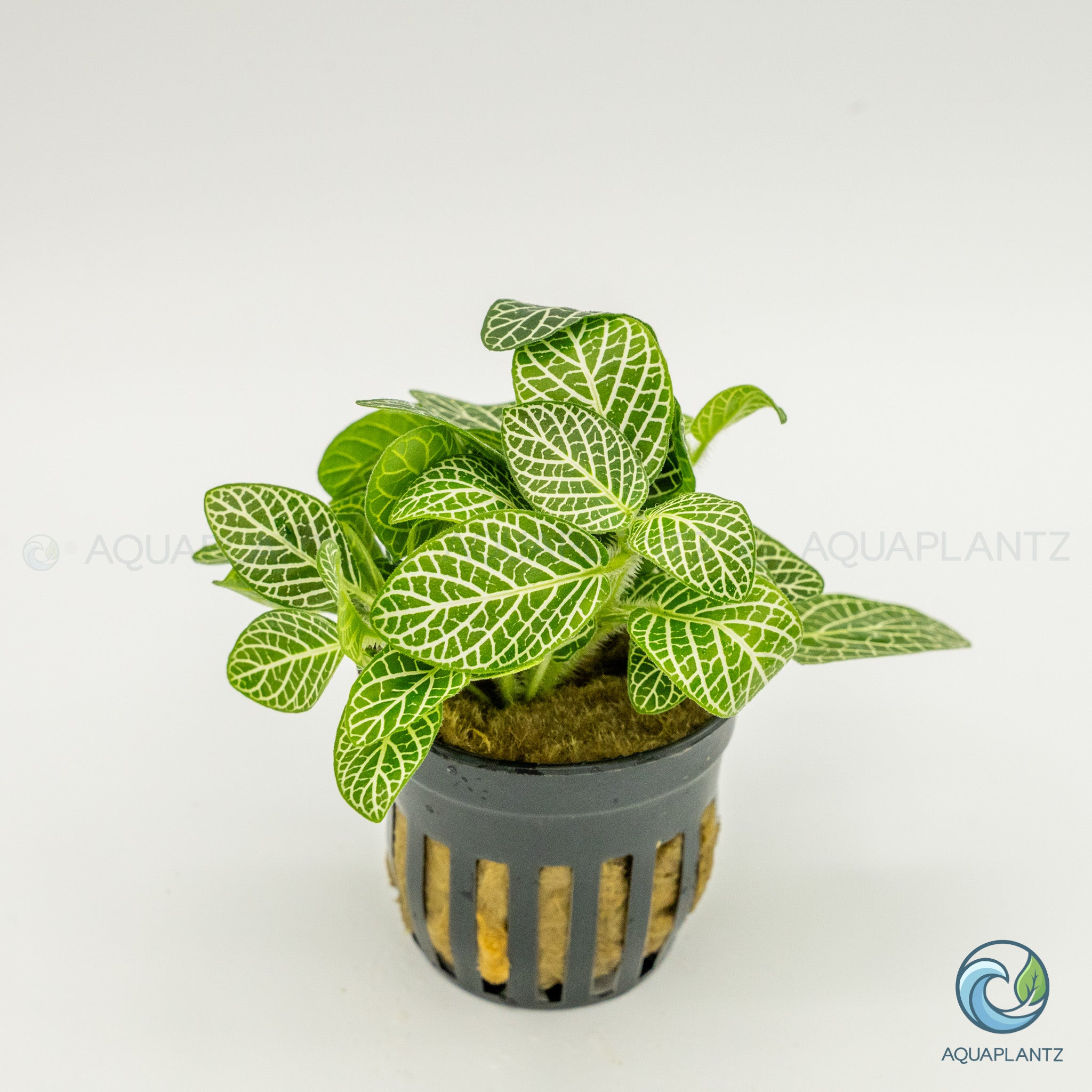 Fittonia Albivenis