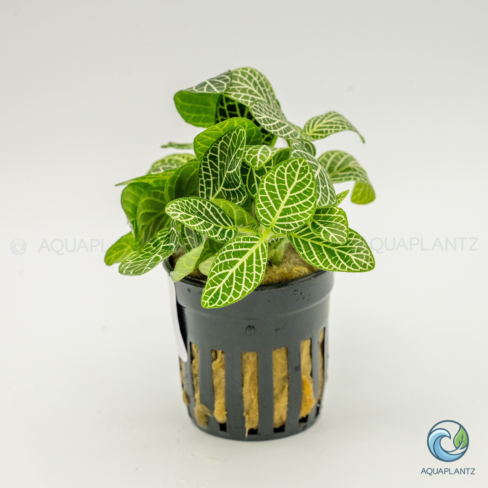 Fittonia Albivenis