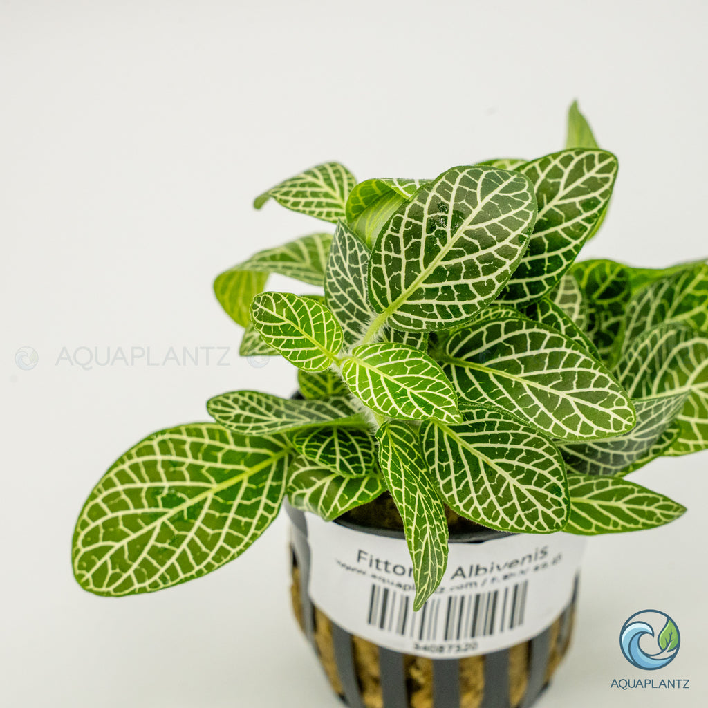 Fittonia Albivenis