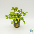 Alternanthera Bettzickiana Red