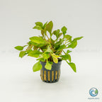 Alternanthera Bettzickiana Red