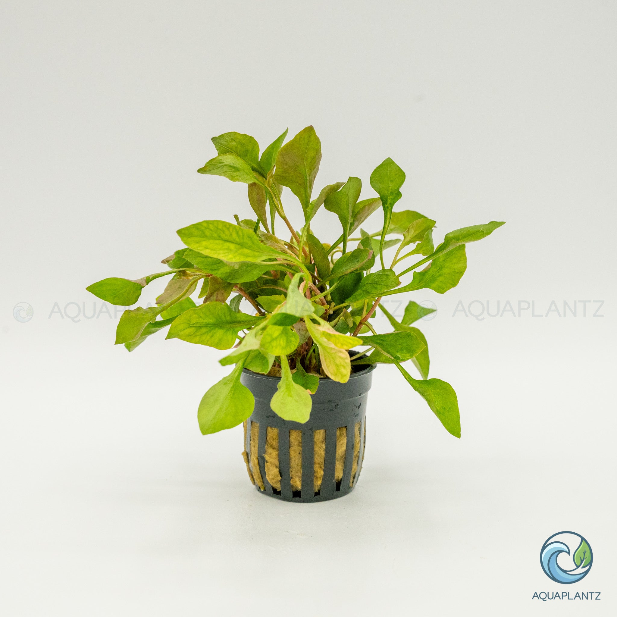 Alternanthera Bettzickiana Red
