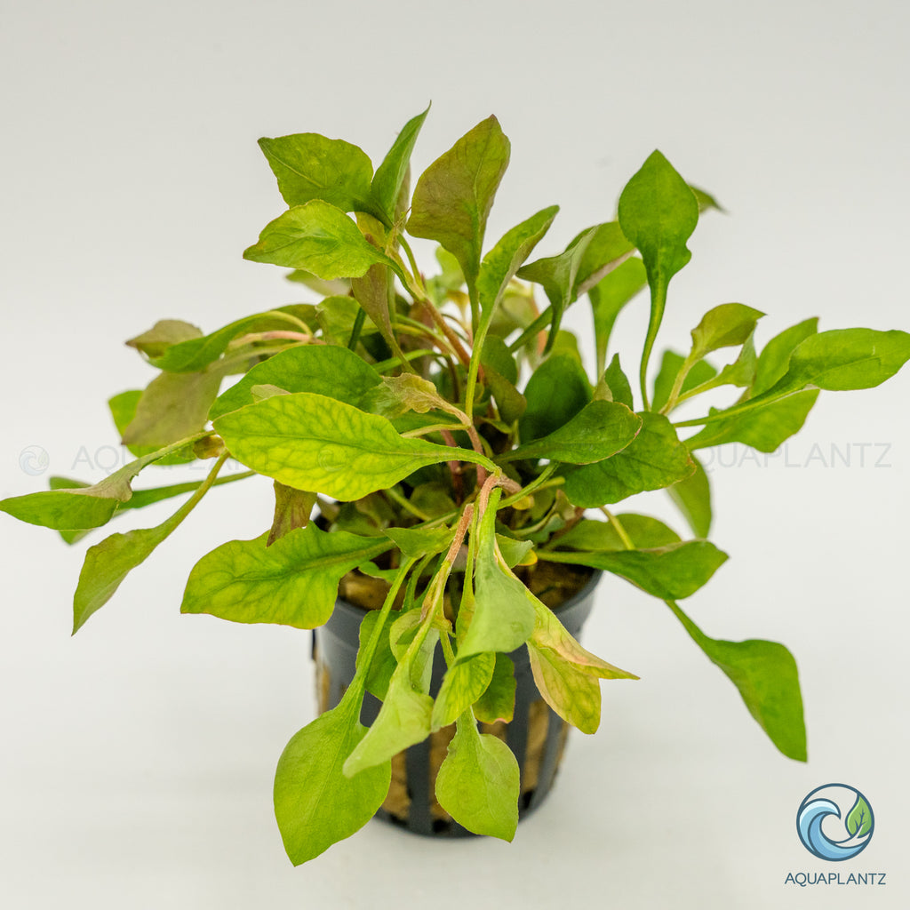 Alternanthera Bettzickiana Red