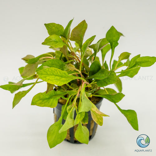 Alternanthera Bettzickiana Red