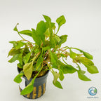 Alternanthera Bettzickiana Red
