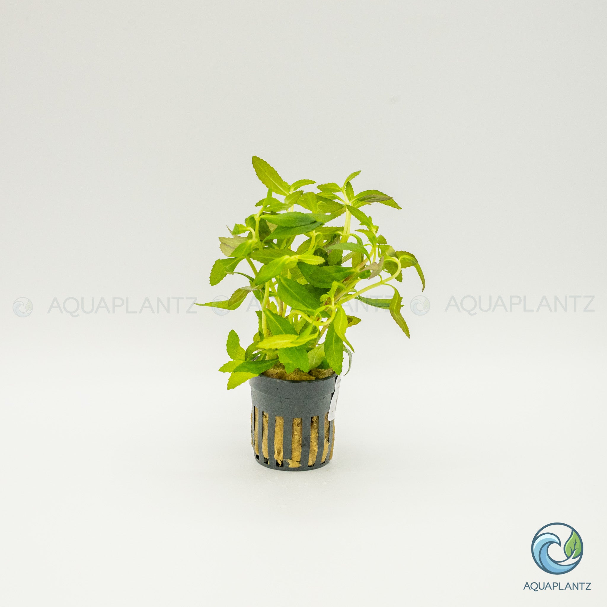 Limnophila Aromatica Red (Belem)