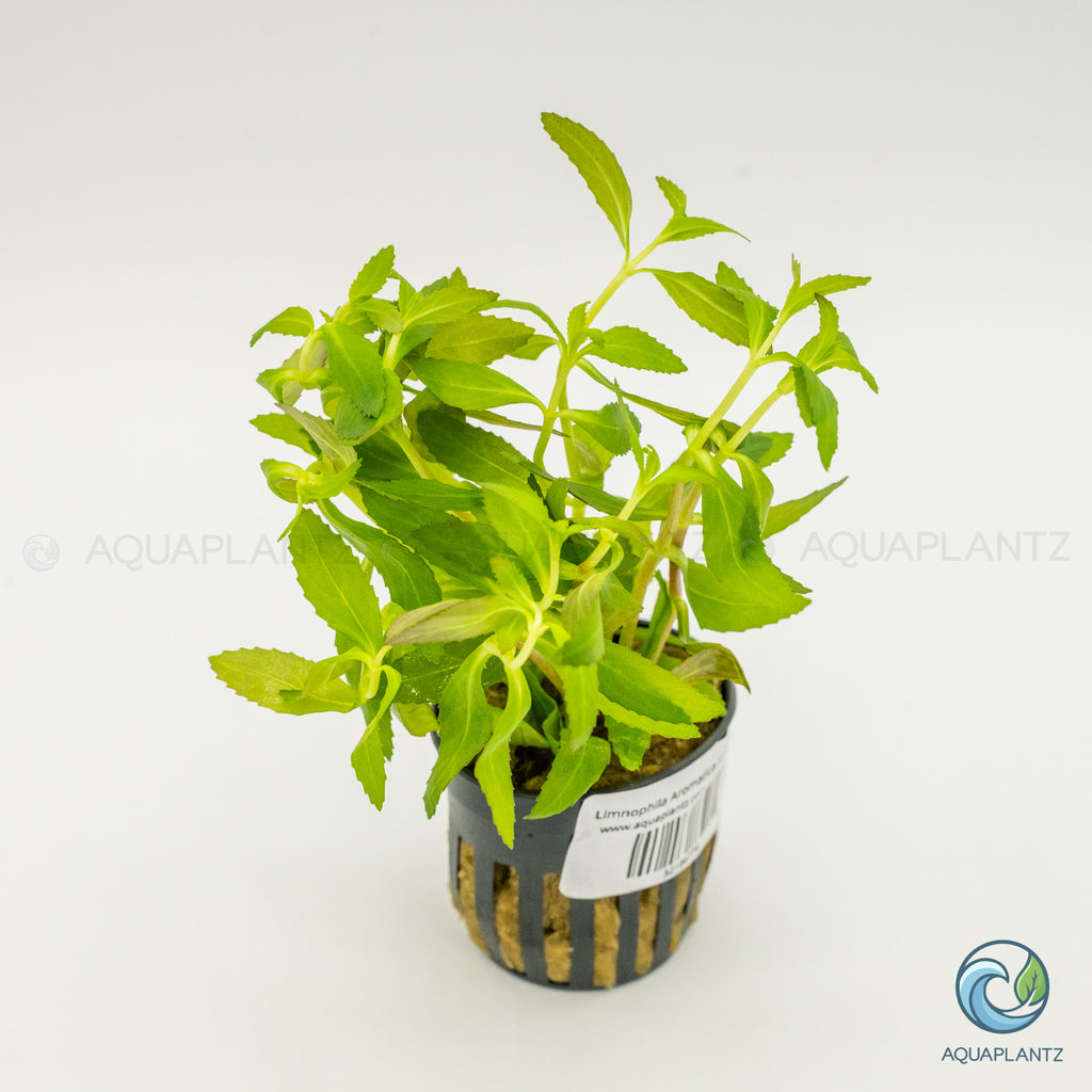 Limnophila Aromatica Red (Belem)