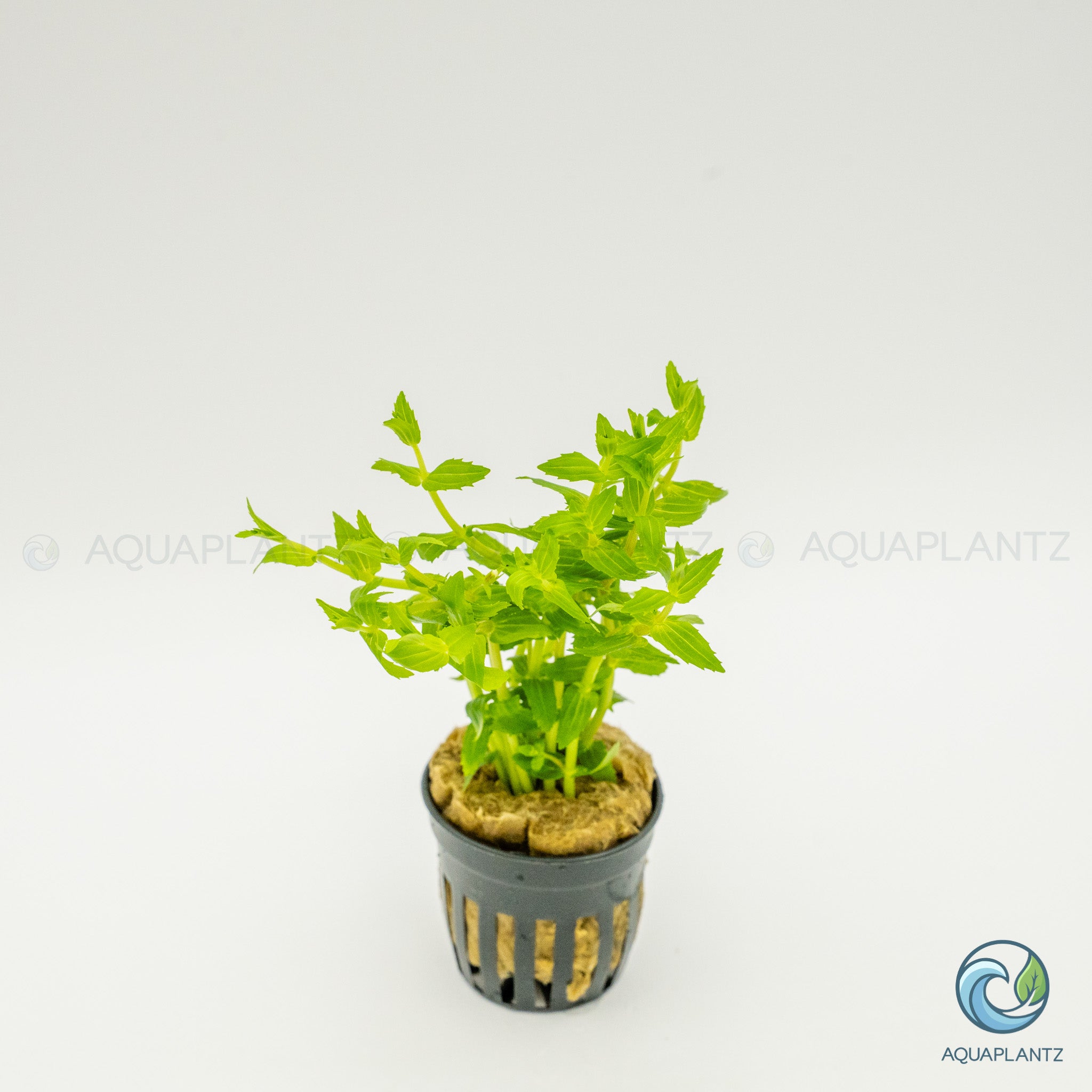Gratiola Viscidula