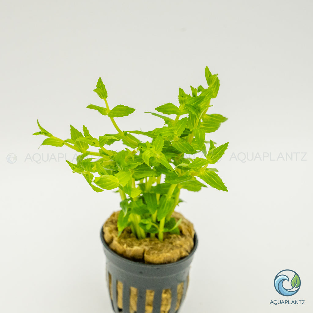 Gratiola Viscidula