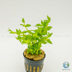 Gratiola Viscidula