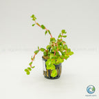 Rotala Rotundifolia Red