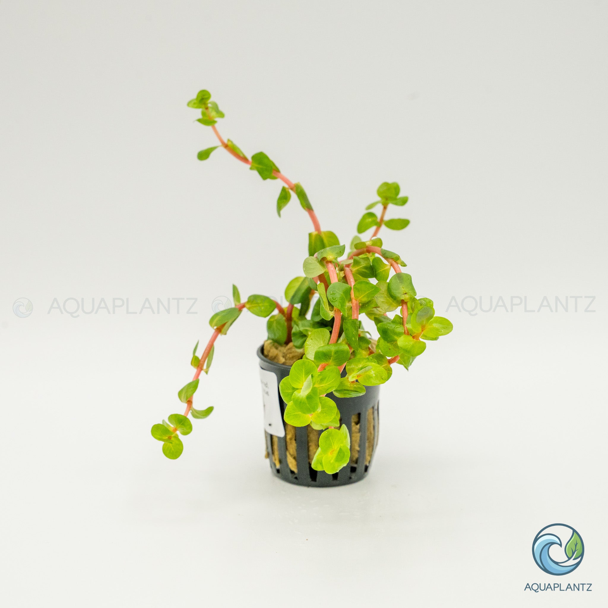 Rotala Rotundifolia Red