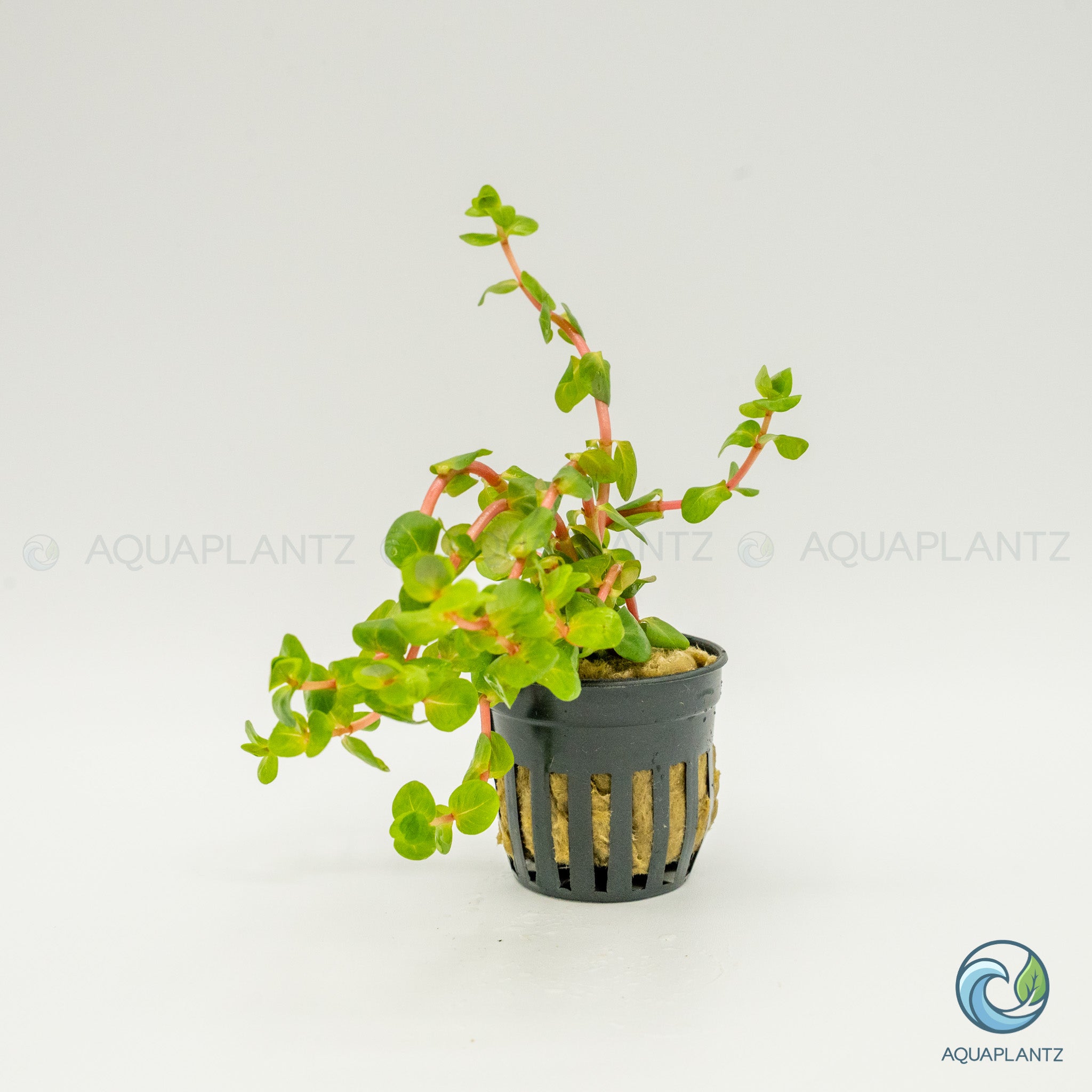Rotala Rotundifolia Red