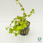 Rotala Rotundifolia Red