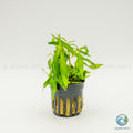 Penthorum Sedoides