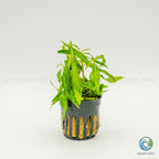 Penthorum Sedoides