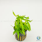 Penthorum Sedoides
