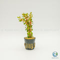 Rotala Blood Red