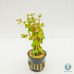 Rotala Blood Red