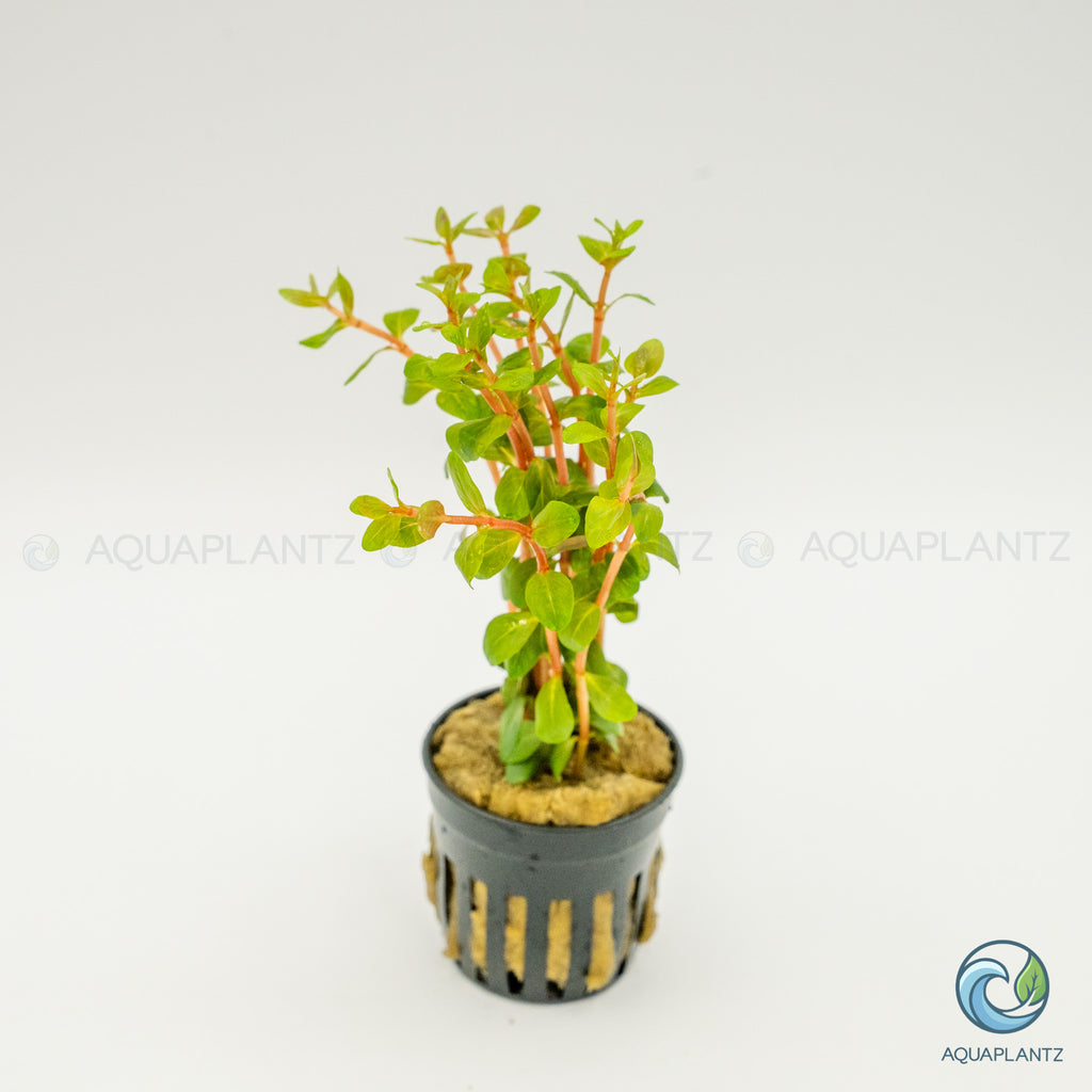 Rotala Blood Red