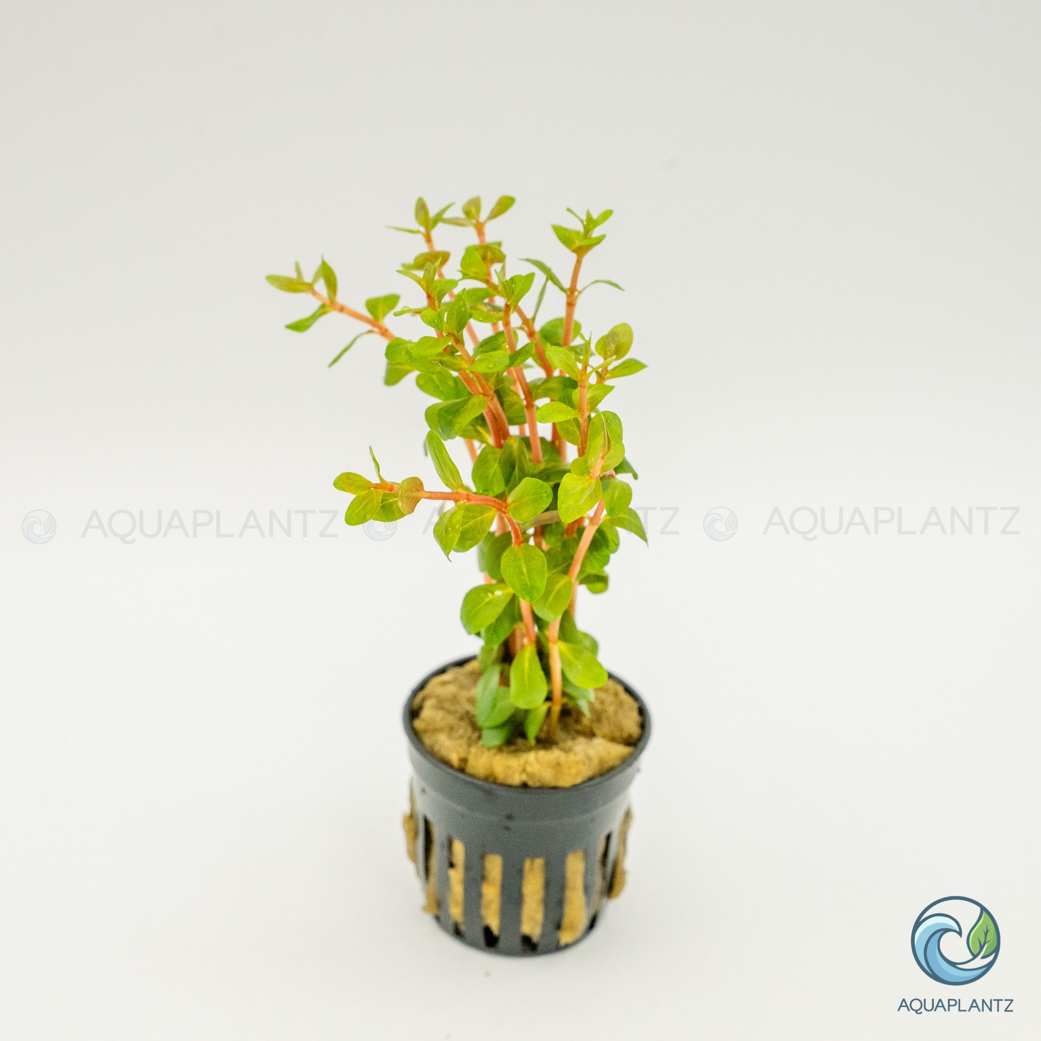 Rotala Blood Red